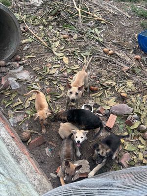 Chó ta con nhiều màu