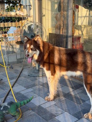 Alaska cái 10 tháng Nâu đỏ sắp salooo