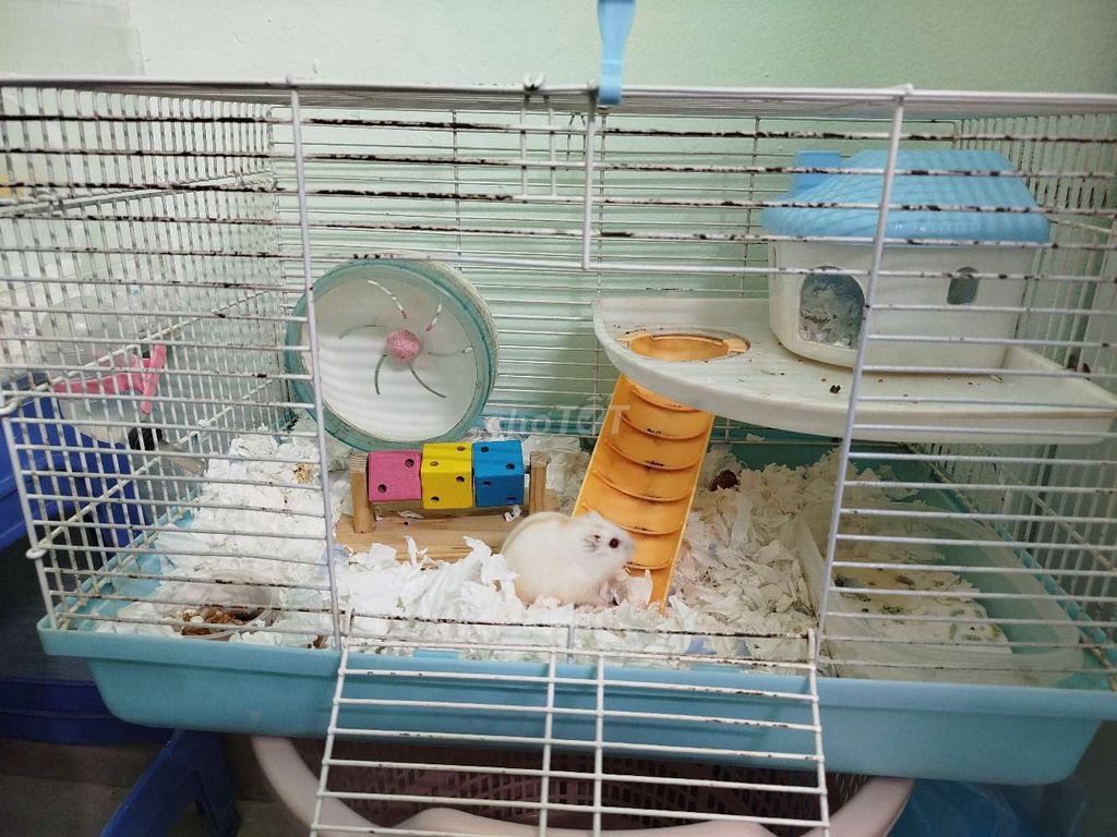 Lồng full pk + chuột. Mua bán Phụ kiện, Thức ăn, Dịch vụ tại Quận Đống Đa Hà Nội được đăng bởi Ng Phuong Anh hình 1