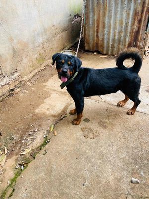 Rottweiler Đực