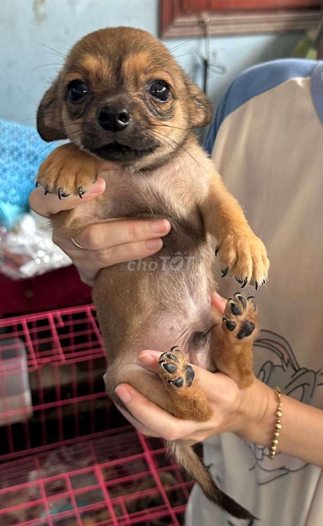 Chó Chihuahua lai Corgi, vàng 2 tháng, dưới 1kg. Mua bán Chó tại Thành phố Dĩ An Bình Dương được đăng bởi Thanh Trúc hình 4