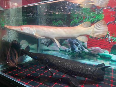 Bay 3 con cá săn mồi size khủng có ship HCM