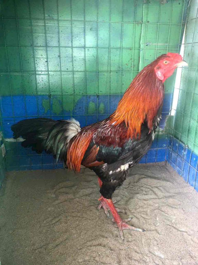 Gà chọi Đực Điều xanh 3.3kg sung tốt. Mua bán Gà tại Huyện Bình Chánh Tp Hồ Chí Minh được đăng bởi Bé Tẩyyyy hình 1