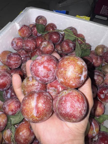 Mận Miền Bắc 4kg. Mua bán Đồ ăn, thực phẩm và các loại khác tại Quận 5 Tp Hồ Chí Minh được đăng bởi Hội Đồ Điện Tử hình 1