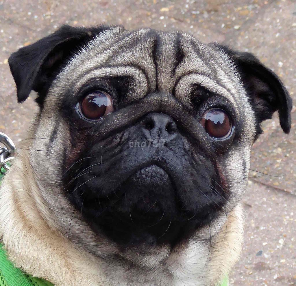 Chó Pug Nâu vàng, đen. Mua bán Chó tại Thành phố Vĩnh Long Vĩnh Long được đăng bởi Toan Dinh Vo hình 1
