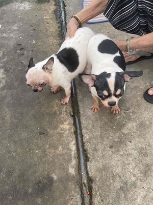 nhận giống phối chihuahua bò sữa và màu sôcôla đẹp. Mua bán Phụ kiện, Thức ăn, Dịch vụ tại Quận Phú Nhuận Tp Hồ Chí Minh được đăng bởi Đỗ khắc tiếng