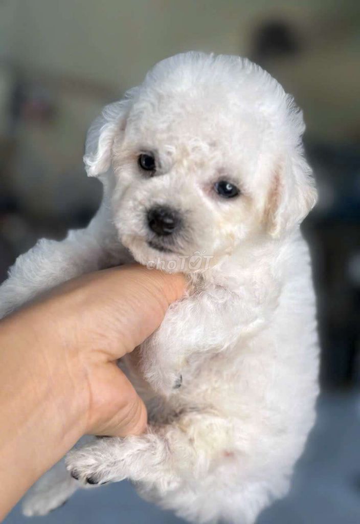 Chó Poodle trắng chó con. Mua bán Chó tại Quận Hoàng Mai Hà Nội được đăng bởi Lucky pet hình 1