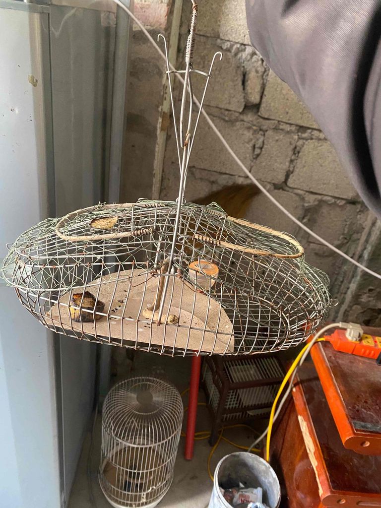 Chim Khuyên 2 cặp đã líu chuyện. Mua bán Chim tại Huyện An Lão Hải Phòng được đăng bởi Hải Bèo hình 1