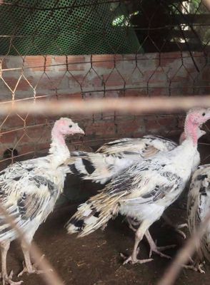 Mua Gà. Mua bán Gà tại Huyện Thạnh Phú Bến Tre được đăng bởi Tan