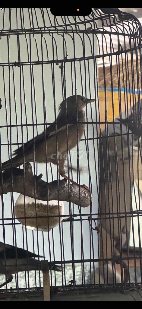 Chim sáo đá làm cảnh. Mua bán Chim tại Huyện Ba Tri Bến Tre được đăng bởi man hình 1