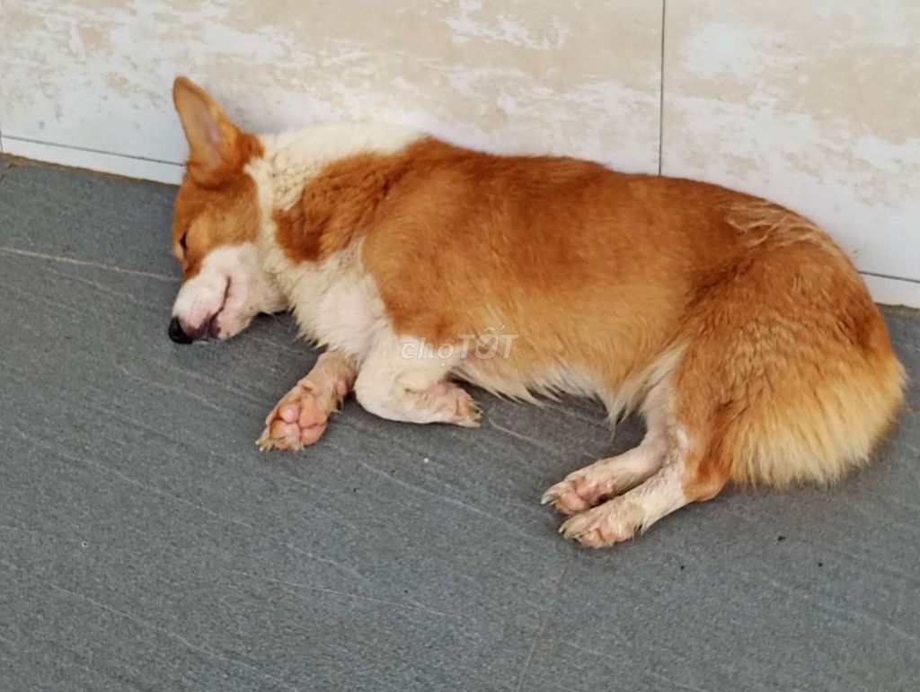 Chó Corgi cái chưa đẻ lần nào. Mua bán Chó tại Quận Gò Vấp Tp Hồ Chí Minh được đăng bởi Nhân Rottweiler  hình 1