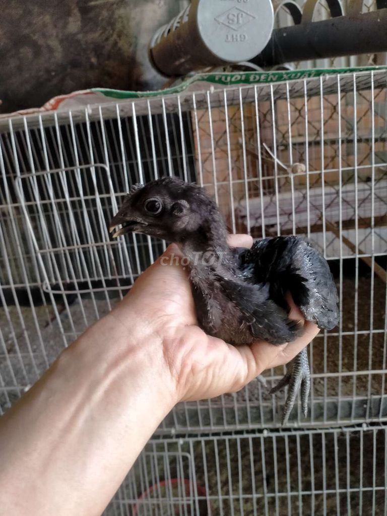 Gà con Peru Blacknglie Đen. Mua bán Gà tại Thành phố Thủ Dầu Một Bình Dương được đăng bởi Duong hình 1