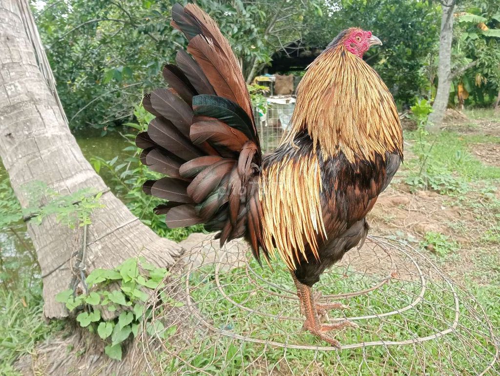 Gà Mỹ rặc 2k2 . Mua bán Gà tại Huyện Cái Bè Tiền Giang được đăng bởi Thế Vinh  hình 1