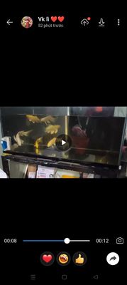 Cá cảnh Đỏ khỏe mạnh