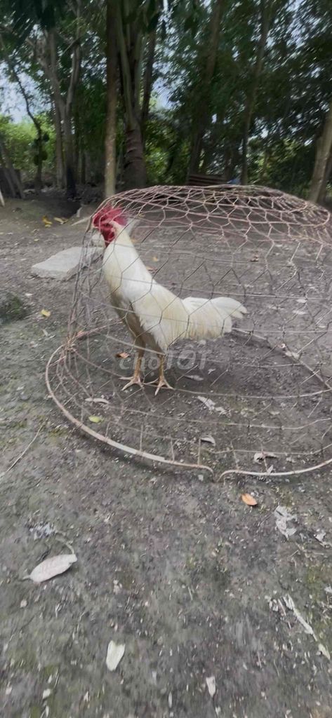 2k4. Mua bán Gà tại Huyện Châu Thành A Hậu Giang được đăng bởi hữu nhân 95 HG hình 1