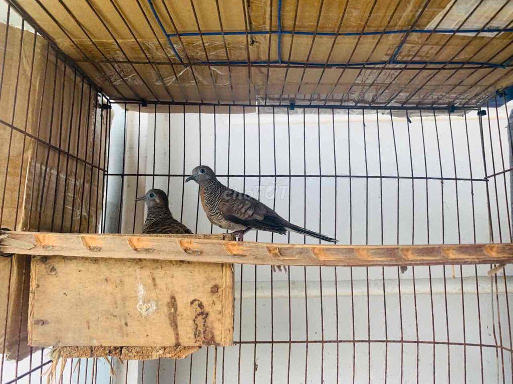 Chim Cu vằn một cặp sinh sản tốt. Mua bán Chim tại Quận Ninh Kiều Cần Thơ được đăng bởi huỳnh  hình 1