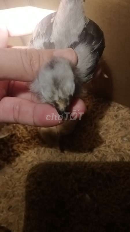 Gà tre bắc xám chân lùn. Mua bán Gà tại Huyện Thới Lai Cần Thơ được đăng bởi Cáo hình 1