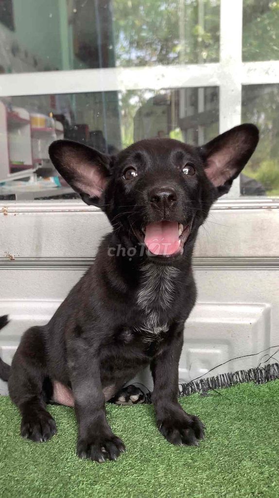 chó becgie lai  giữ nhà kho xưởng. Mua bán Chó tại Huyện Bình Chánh Tp Hồ Chí Minh được đăng bởi trung Dũng hình 1