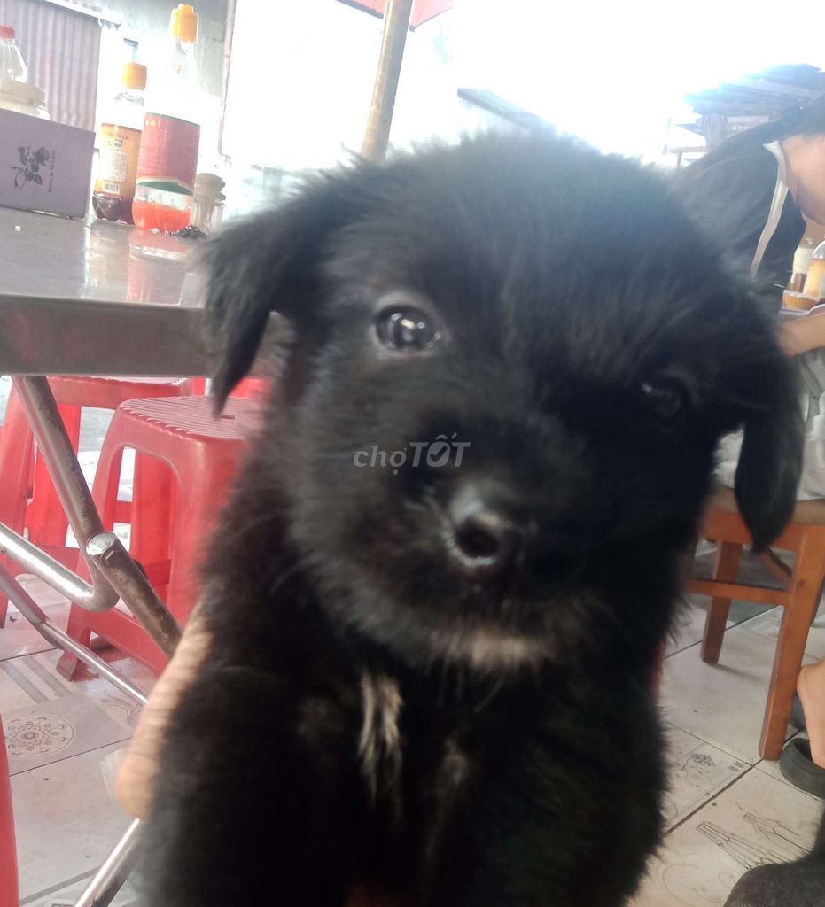Chó con 2 tháng tuổi. Mua bán Chó tại Huyện Hóc Môn Tp Hồ Chí Minh được đăng bởi thu thuy hình 1