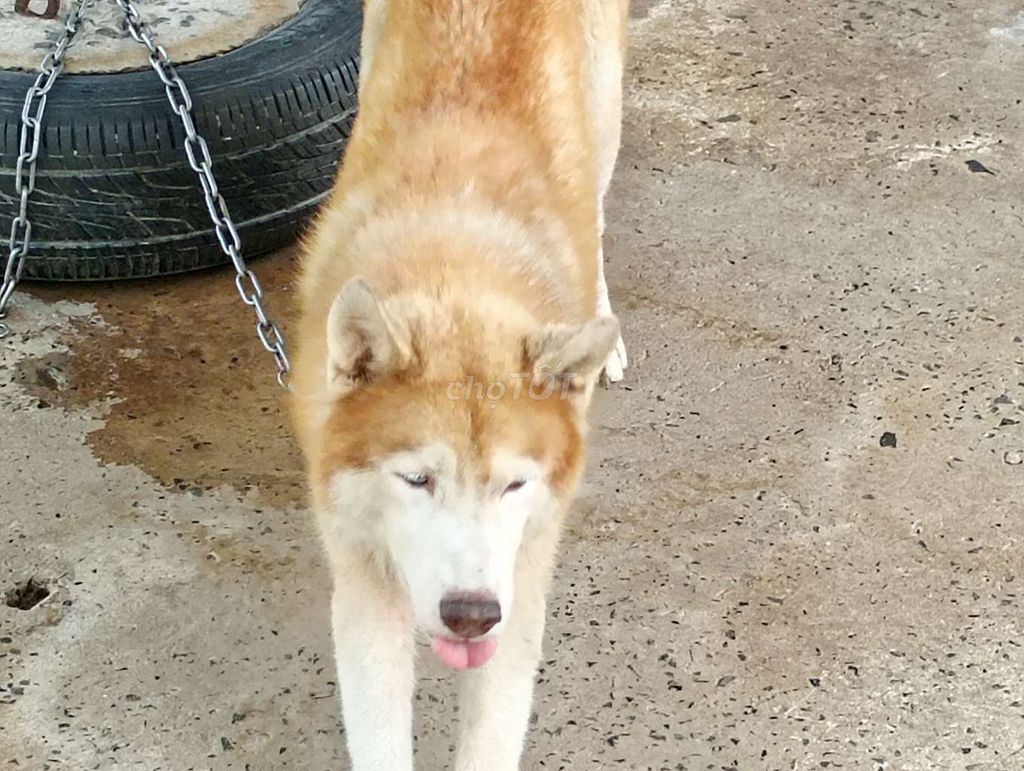 Chó Husky Vàng trắng Đực Lông lá bóng dợn. Mua bán Chó tại Thành phố Vĩnh Long Vĩnh Long được đăng bởi Nhân Rottweiler  hình 1