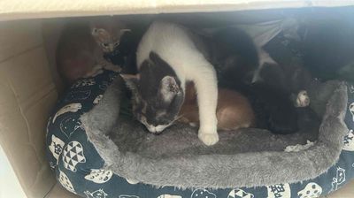 mèo ta lai tây và 5 em mèo nhỏ. Mua bán Mèo tại Thành phố Đà Lạt Lâm Đồng được đăng bởi Ngọc Trang