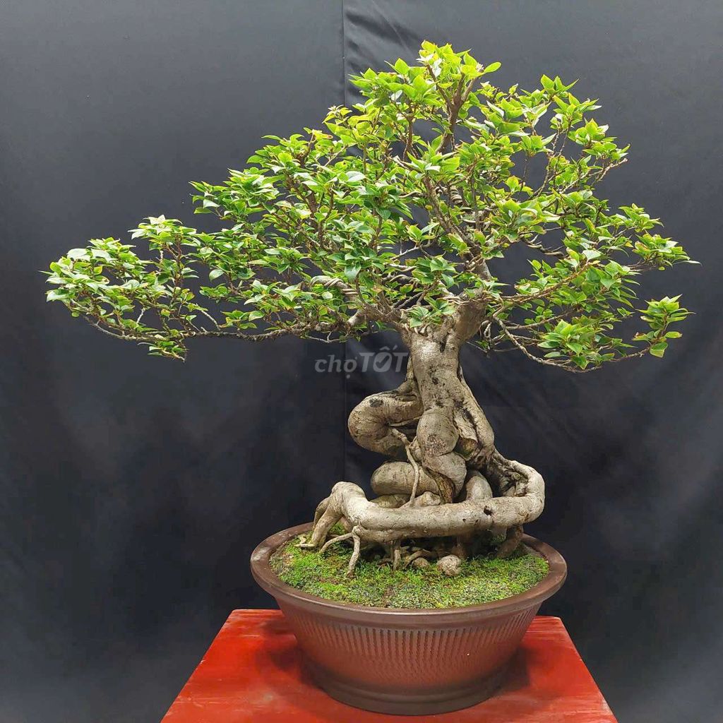 Cây hoa giấy mỹ cao 74cm