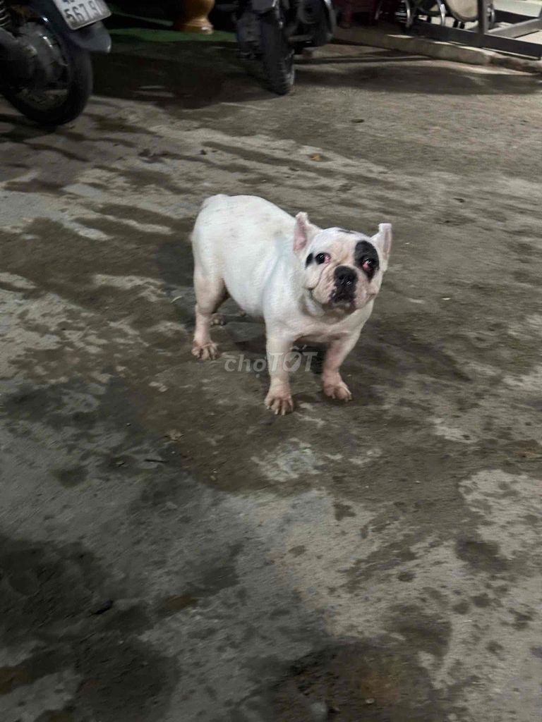 Chó Bulldog Pháp Trắng đen. Mua bán Chó tại Quận Cẩm Lệ Đà Nẵng được đăng bởi VG hình 1