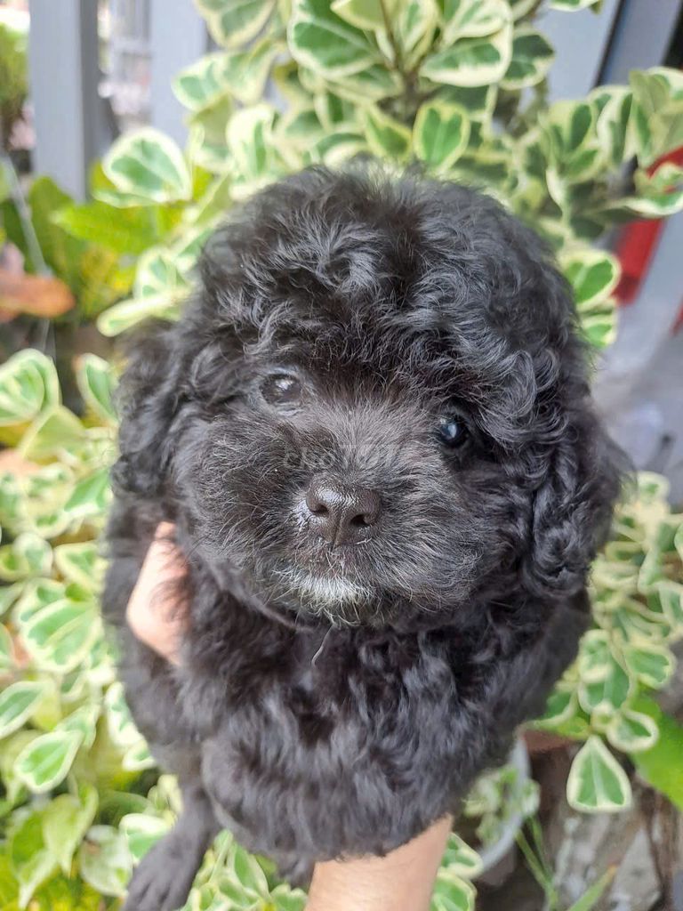 Chó Poodle cái 4 tháng đã tiêm. Mua bán Chó tại Quận Ninh Kiều Cần Thơ được đăng bởi Nguyễn Xuân Quí hình 1