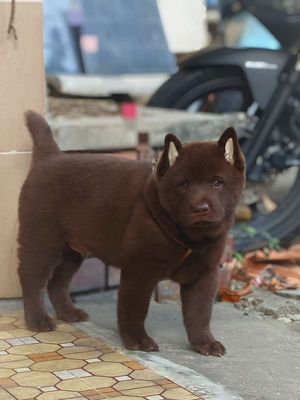 Chó Mông Cộc Đực Nâu Đỏ Đậm + Lưỡi Đen Loang Nhiều