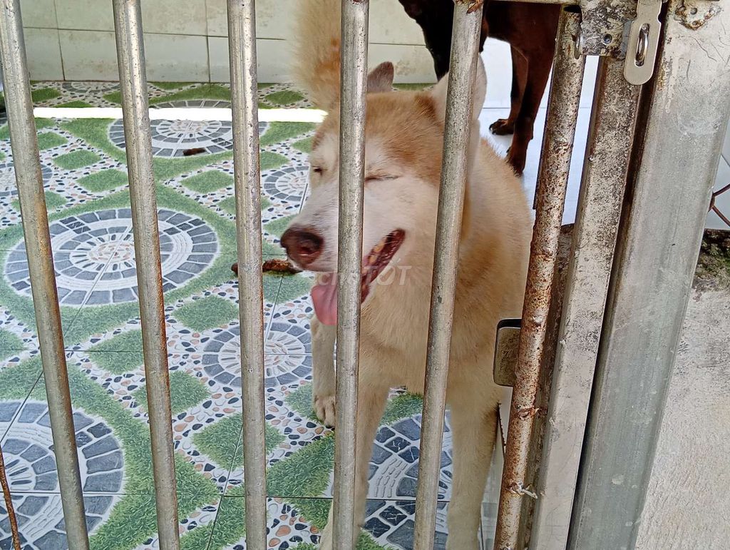Chó Husky thuần chủng Đực Nâu trắng Lông bóng. Mua bán Chó tại Huyện Vĩnh Thạnh Cần Thơ được đăng bởi Nhân Rottweiler  hình 1