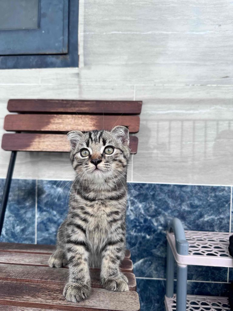 Mèo Tabby Cần Tìm Chủ. Mua bán Mèo tại Quận Bình Tân Tp Hồ Chí Minh được đăng bởi Ly hình 1