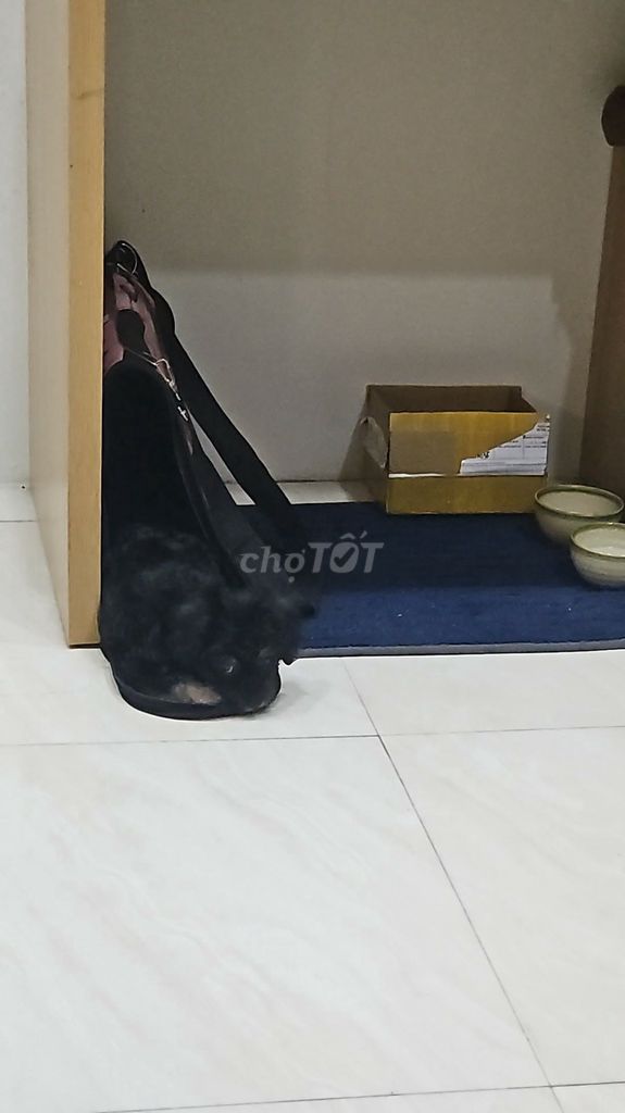 Chó Poodle Đen 2 tháng tuổi. Mua bán Chó tại Quận Cầu Giấy Hà Nội được đăng bởi Hạnh Phùng hình 1