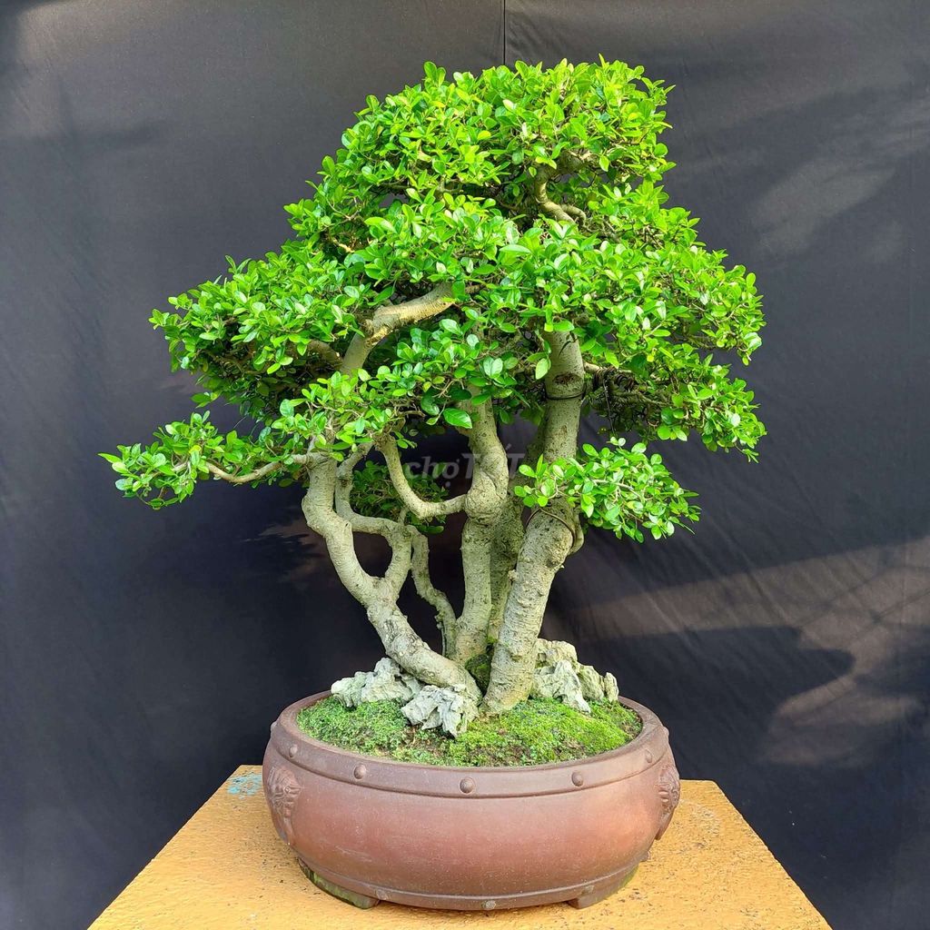 Cây duối Bonsai ngũ phúc 80cm. Mua bán Cây cảnh, đồ trang trí tại Quận Đống Đa Hà Nội được đăng bởi Trần Xuân Dương hình 1