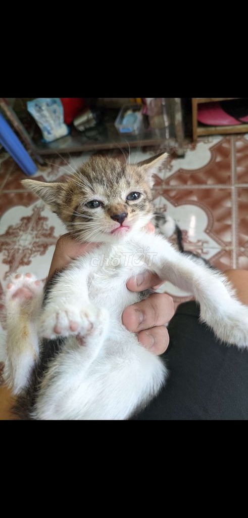Mèo Anh lông ngắn 2thang tuổi nhà nuôi. Mua bán Mèo tại Thành phố Thủ Đức Tp Hồ Chí Minh được đăng bởi Lin Đa hình 1