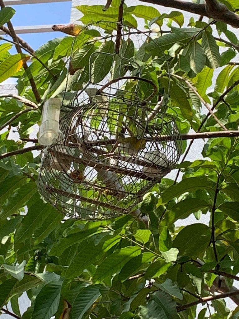 Chim khuyên và hút mật. Mua bán Chim tại Huyện Nhà Bè Tp Hồ Chí Minh được đăng bởi GIA KHANG  hình 1
