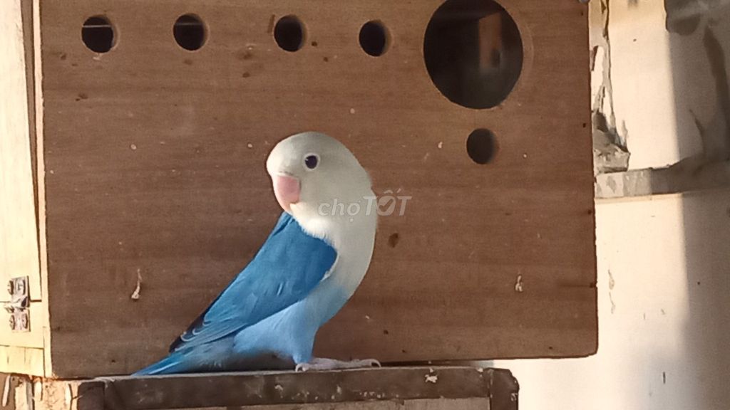 Vẹt Lovebird Xanh Trắng. Mua bán Chim tại Quận Tân Bình Tp Hồ Chí Minh được đăng bởi Shop bọ ú cali hình 1
