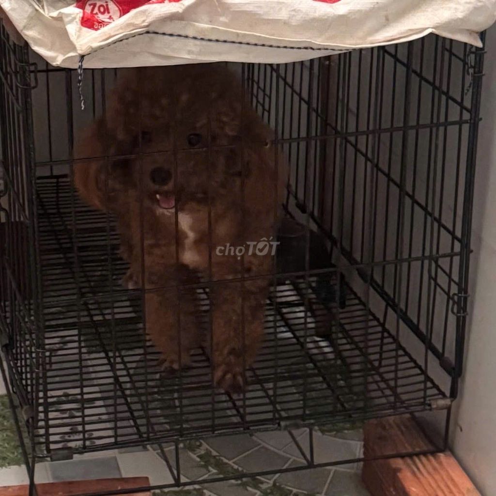 Chó Poodle cái đã tiêm ngừa. Mua bán Chó tại Thành phố Đồng Xoài Bình Phước được đăng bởi Thuong Hoai hình 1