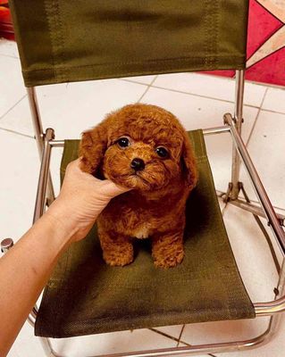 Chó  poodle nhà nuôi003