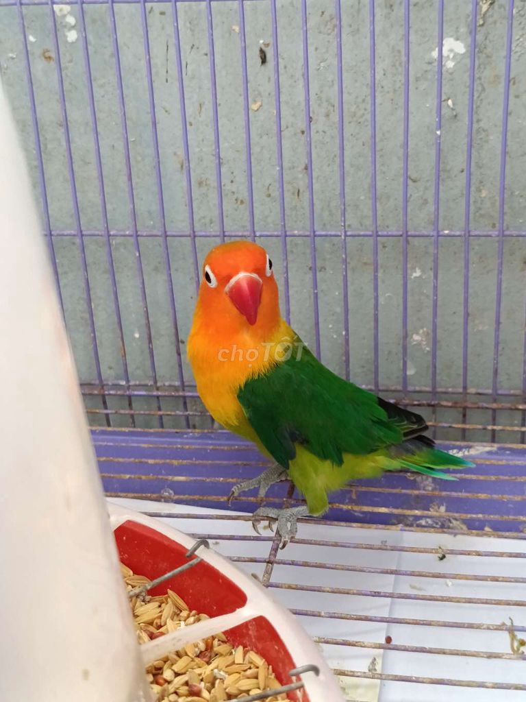 Chim Lovebird Cái Cam Xanh lá. Mua bán Chim tại Huyện Đức Trọng Lâm Đồng được đăng bởi ĐẶNG XUÂN HOÀI hình 1