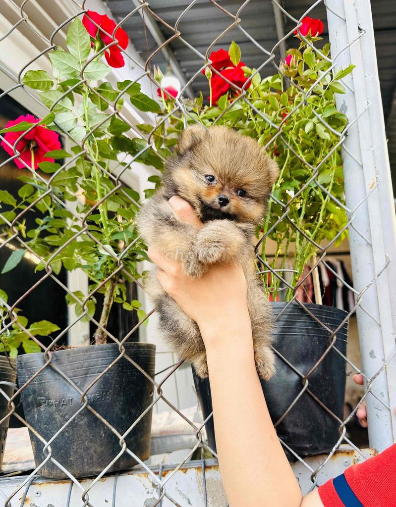 Chó Pomeranian thuần chủng 100%, size siu nhỏ. Mua bán Chó tại Thành phố Thủ Dầu Một Bình Dương được đăng bởi Vô Danh Trần hình 1