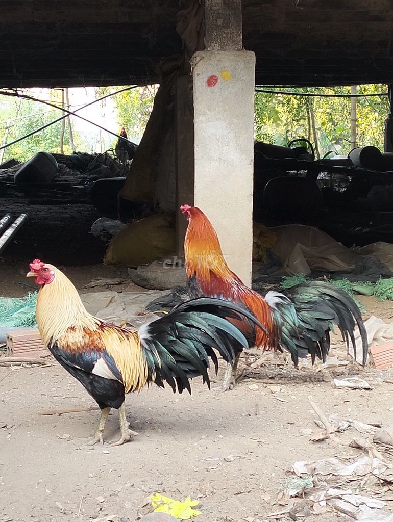 Cặp gà tơ trong 2k3 trạng nhỏ. Mua bán Gà tại Huyện Thanh Bình Đồng Tháp được đăng bởi Huỳnh Văn Đỏ hình 1