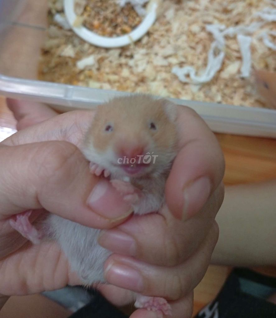 Hamster bear