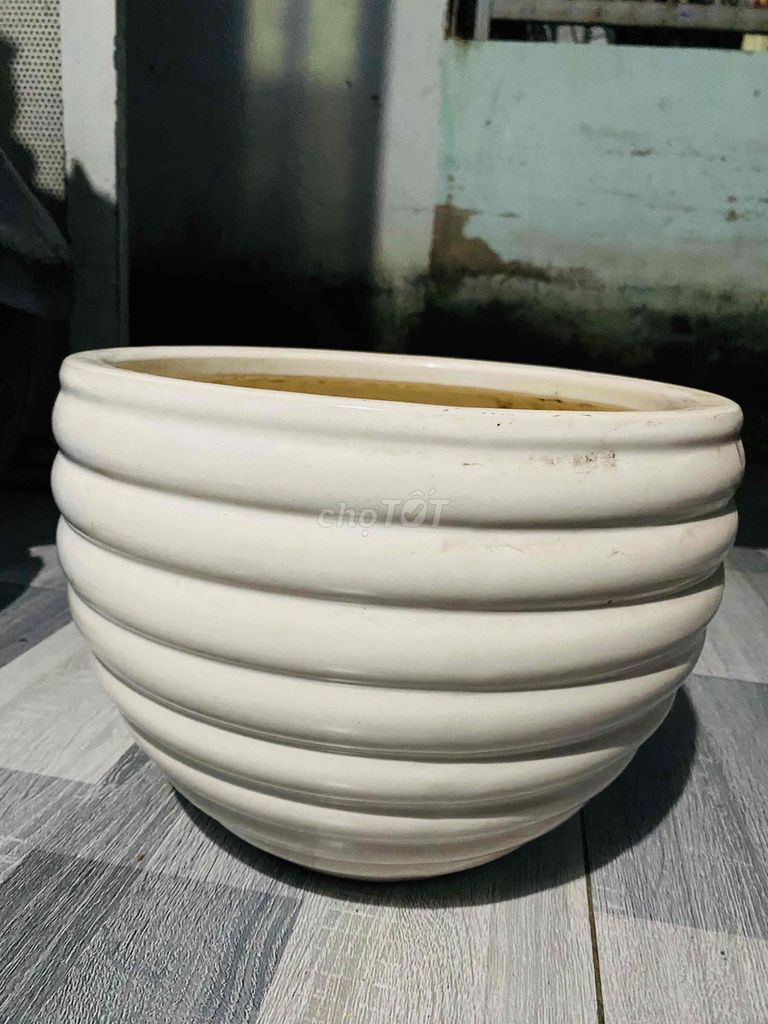 Chậu cây Gốm sứ Trắng 22cm 28cm. Mua bán Cây cảnh, đồ trang trí tại Thành phố Thủ Đức Tp Hồ Chí Minh được đăng bởi Buôn bán Dạo sống qua ngày  hình 1