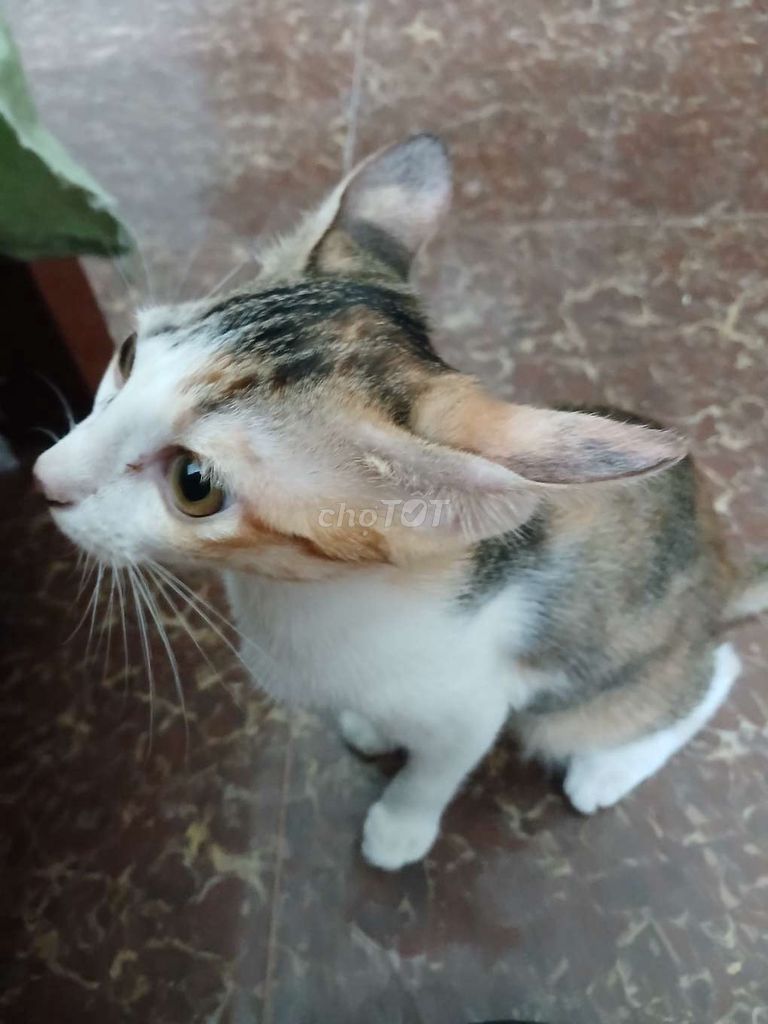Mèo tam thể cái 3 tháng tuổi. Mua bán Mèo tại Quận Thanh Khê Đà Nẵng được đăng bởi Nhật Hoàng hình 1