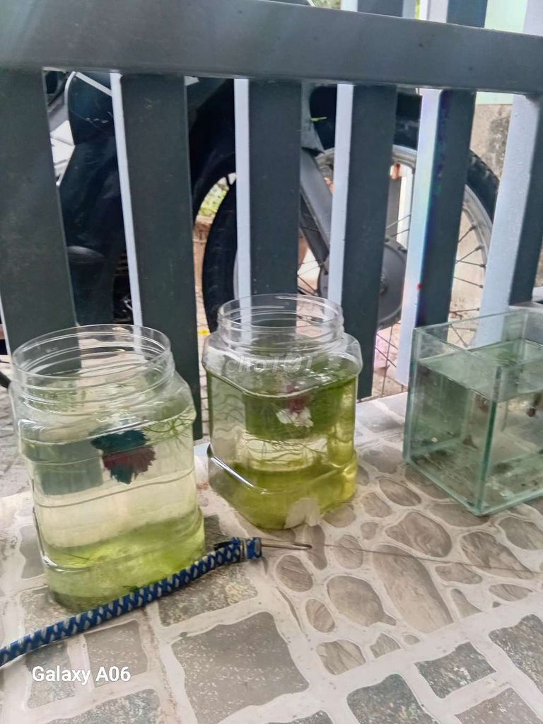 betta đồng giá 40k. Mua bán Thú cưng khác tại Quận Thanh Khê Đà Nẵng được đăng bởi Bảo Betta Shop hình 1