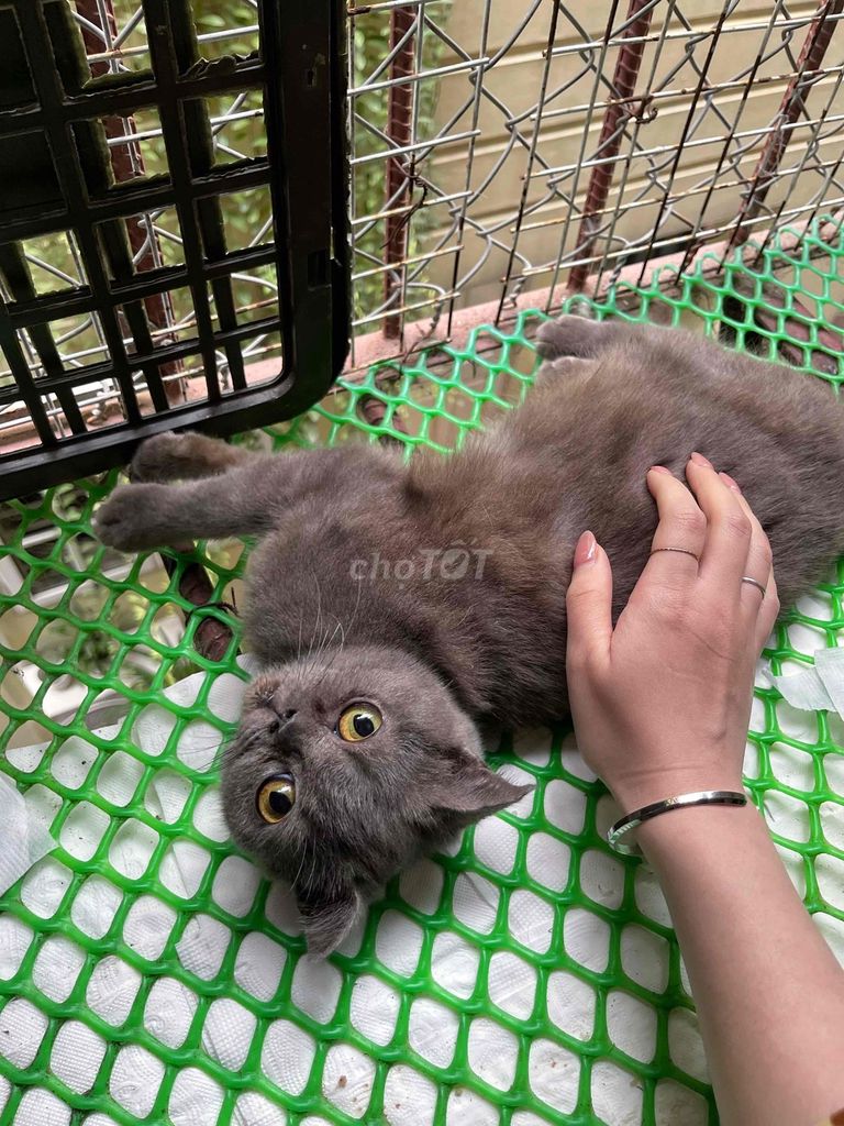 Mèo cái xám xanh tai cụp lửng. Mua bán Mèo tại Quận Tây Hồ Hà Nội được đăng bởi Chị Vân hình 1