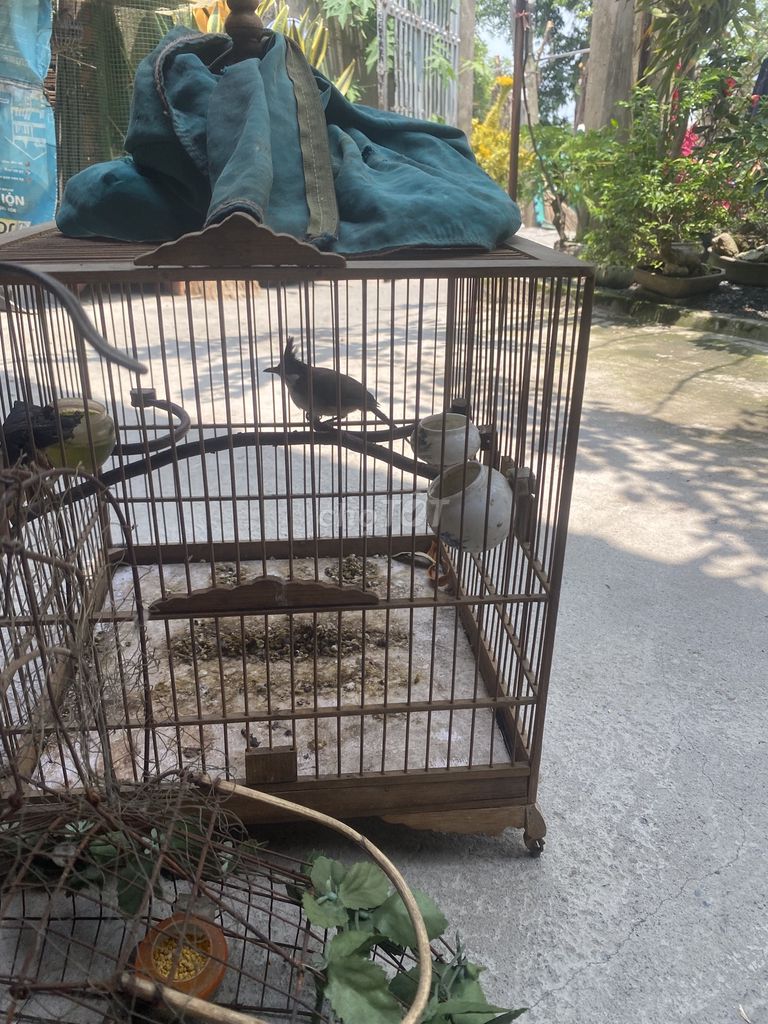 Chim chào mào má trắng. Mua bán Chim tại Quận 12 Tp Hồ Chí Minh được đăng bởi Bảo  hình 1