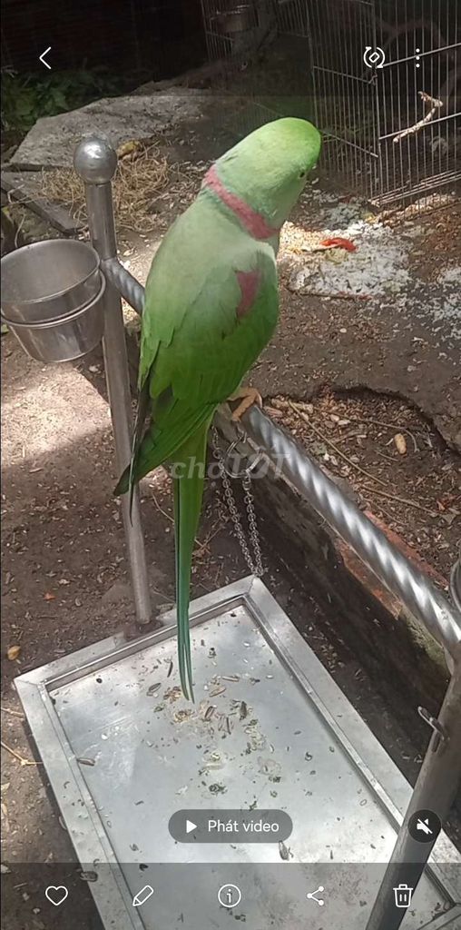Chim cảnh Xanh lá Không xác định. Mua bán Chim tại Huyện Hóc Môn Tp Hồ Chí Minh được đăng bởi Như Lê hình 1