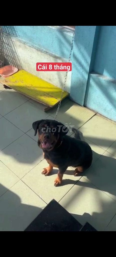 Cho rottweiler cái choai choai. Mua bán Chó tại Thành phố Thủ Đức Tp Hồ Chí Minh được đăng bởi thuy tran hình 2