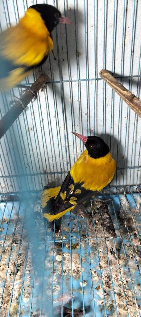 Chim vàng anh. Mua bán Chim tại Huyện Hóc Môn Tp Hồ Chí Minh được đăng bởi Hoàng Ngọc Bà Điểm  Hóc Môn  hình 1